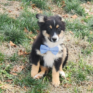 Australian Shepherd Puppy Mealer