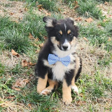 Australian Shepherd Puppy Mealer