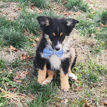 Australian Shepherd Puppy Mealer