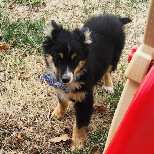 Australian Shepherd Puppy Mealer