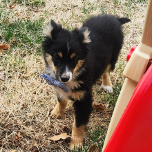 Australian Shepherd Puppy Mealer