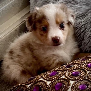 Australian Shepherd Puppy Charlotta