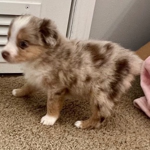 Australian Shepherd Puppy Charlotta
