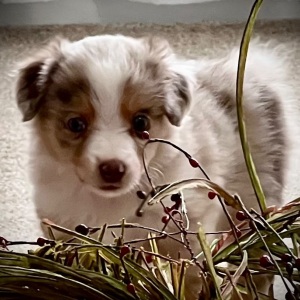 Australian Shepherd Puppy Charlotta