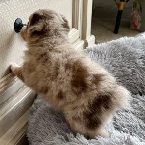 Australian Shepherd Puppy Charlotta