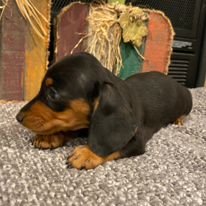 Dachshund Puppy Dixie