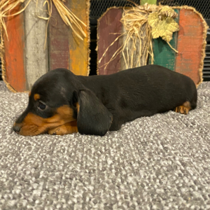 Dachshund Puppy Dixie