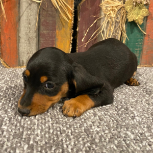 Dachshund Puppy Dixie