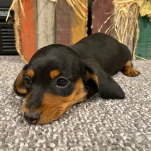 Dachshund Puppy Dixie