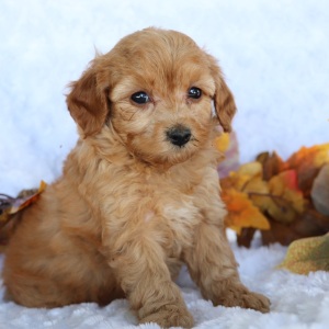 Cavapoo Puppy Josh