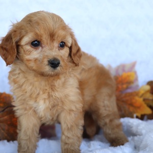 Cavapoo Puppy Josh