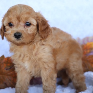 Cavapoo Puppy Josh