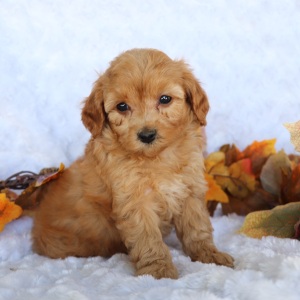 Cavapoo Puppy Josh