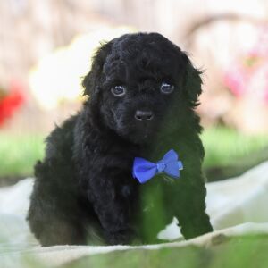 Poodle Puppy Keverne