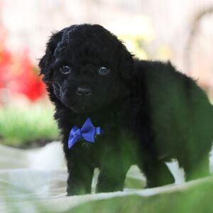 Poodle Puppy Keverne