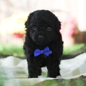 Poodle Puppy Keverne