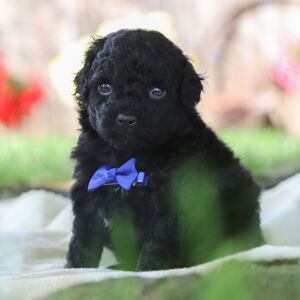 Poodle Puppy Keverne