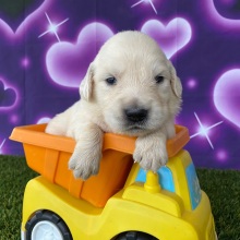 Golden Retriever Puppy Jerry