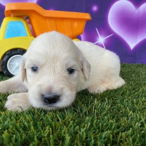 Golden Retriever Puppy Jerry