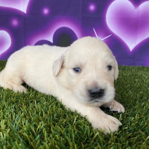 Golden Retriever Puppy Jerry