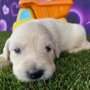 Golden Retriever Puppy Jerry