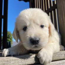 Golden Retriever Puppy Jerry