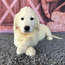 Golden Retriever Puppy Jerry