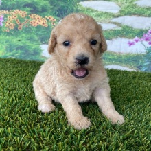 Goldendoodle Puppy Charles