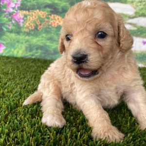 Goldendoodle Puppy Charles