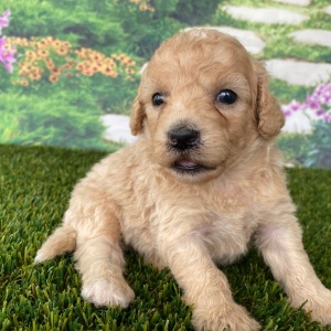 Goldendoodle Puppy Charles
