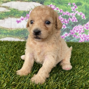 Goldendoodle Puppy Charles