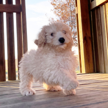 Goldendoodle Puppy Charles