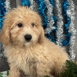 Goldendoodle Puppy Charles
