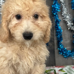 Goldendoodle Puppy Charles