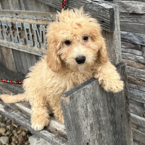 Goldendoodle Puppy Charles