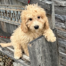 Goldendoodle Puppy Charles