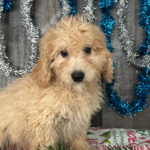 Goldendoodle Puppy Charles
