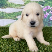 Golden Retriever Puppy Levi