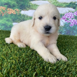 Golden Retriever Puppy Levi