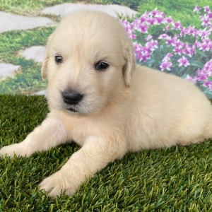 Golden Retriever Puppy Levi
