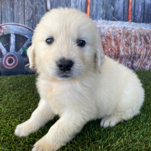 Golden Retriever Puppy Levi