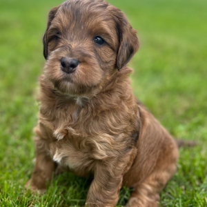 Labradoodle Puppy Scotch