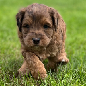 Labradoodle Puppy Scotch