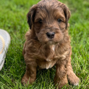 Labradoodle Puppy Scotch