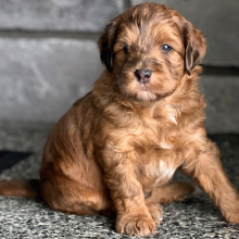 Labradoodle Puppy Scotch