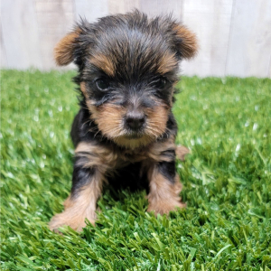 Yorkshire Terrier Puppy Noella