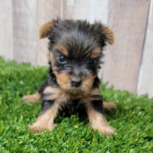 Yorkshire Terrier Puppy Noella