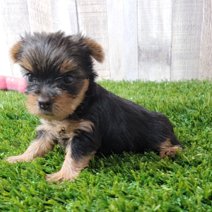 Yorkshire Terrier Puppy Noella