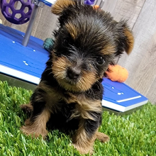 Yorkshire Terrier Puppy Noella