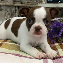 Boston Terrier Puppy Muffin